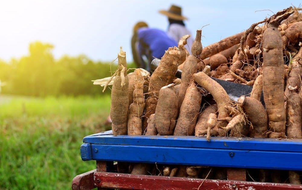 Singkong segar pilihan petani lokal